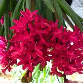 Jan Bos Hyacinth (Hyacinthus orientalis Jan Bos) Img 3